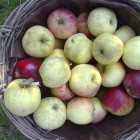 makkelijk gezond recept kinderen appelvierkantjes